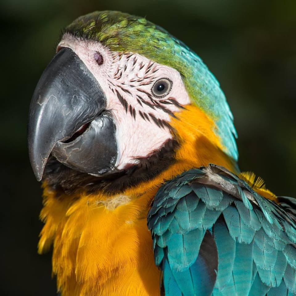 Brazil6