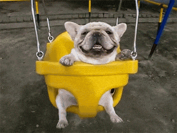 dogSwing